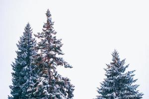 bosque de invierno congelado con árboles cubiertos de nieve. foto