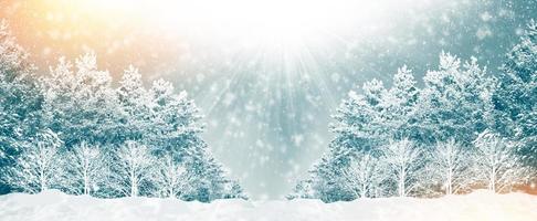 Frozen winter forest with snow covered trees. photo