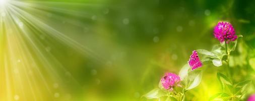 Blooming clover bushes with sunlight in the background on sunny day photo