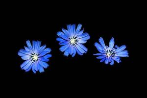 Chicory flower with leaf isolated on black background photo