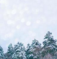 Frozen winter forest with snow covered trees. photo