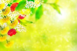 Bright colorful spring flowers photo
