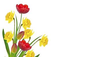 Bright colorful spring flowers of daffodils and tulips isolated on white background. photo