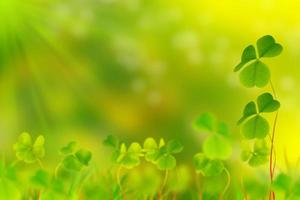 Green clover leaves on a background summer landscape. St.Patrick 's Day photo