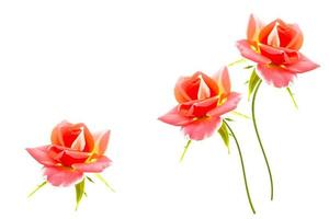 Flower bud roses on a white background photo