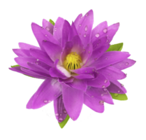 flor de lótus isolada em arquivo png branco