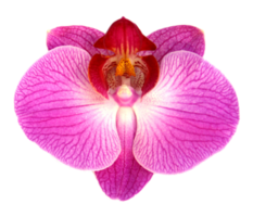 orchidea rosa su sfondo trasparente png