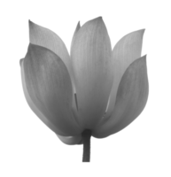 lotus op transparante achtergrond png-bestand png