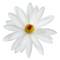 fleur de lotus blanc sur fond transparent fichier png