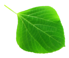 hoja verde sobre fondo transparente archivo png