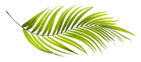 Green leaf of palm tree on transparent background png file