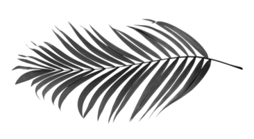 feuilles noires de palmier sur fond transparent fichier png