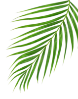 Green leaves of palm tree on transparent background png file