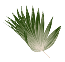 Green leaf of palm tree isolated on transparent background png file