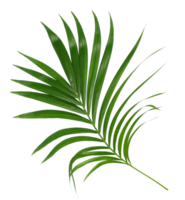 Green leaf of palm tree isolated on transparent background png file