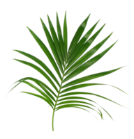 hoja verde de palmera aislada en archivo png de fondo transparente