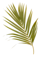 hoja verde de palmera aislada en archivo png de fondo transparente