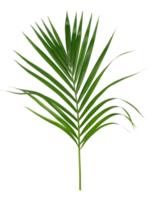 Green leaf of palm tree isolated on transparent background png file