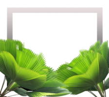 imagen de marco con hoja verde de palmera en archivo png de fondo transparente
