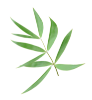 green leaf of palm tree isolated on transparent background png file