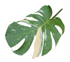 green monstera palm leaf isolated on transparent background png file