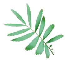 grünes palmblatt lokalisiert auf transparentem hintergrund png-datei png