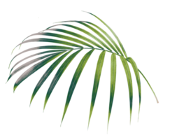 palm tree leaf on transparent background png file