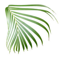 palm tree leaf on transparent background png file