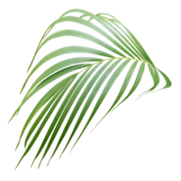 palm tree leaf on transparent background png file