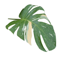 green monstera palm leaf isolated on transparent background png file