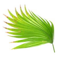 hoja de palmera en archivo png de fondo transparente