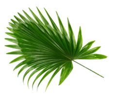 palm tree leaf on transparent background png file