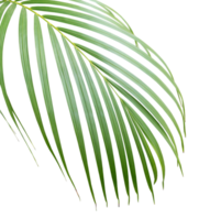 palm tree leaf on transparent background png file