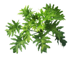 top view bush Philodendron selloum plant leaves isolated above on transparent background png file
