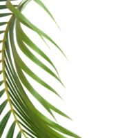 groen blad van palmboom op transparante achtergrond png-bestand png