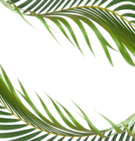 green leaf of palm tree on transparent background png file