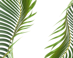 grünes blatt der palme auf transparentem hintergrund png-datei png