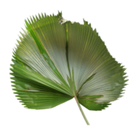 tropical green blowing palm leaf isolated on transparent background png file