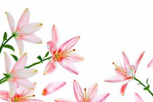 Bright lily flowers isolated on white background. photo