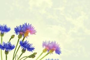 Bright colorful Cornflower flower knapweed,Centaurea. photo