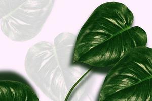 Floral background of green leaves of monsters and ferns photo