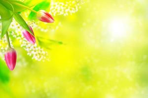 Bright colorful spring flowers photo