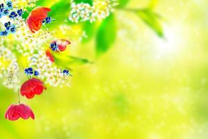 Bright colorful spring flowers photo