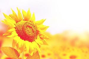 Beautiful sunflower field in summer. photo