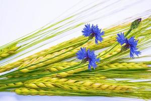 Ripe wheat ears isolated on white background. cornflower photo