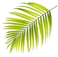 hoja verde de palmera en archivo png de fondo transparente