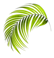 Green leaves of palm tree on transparent background png file