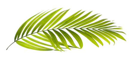 Green leaves of palm tree on transparent background png file