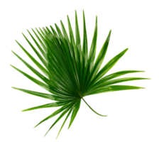 Green leaf of palm tree on transparent background png file