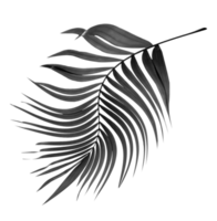 black leaves of palm tree on transparent background png file